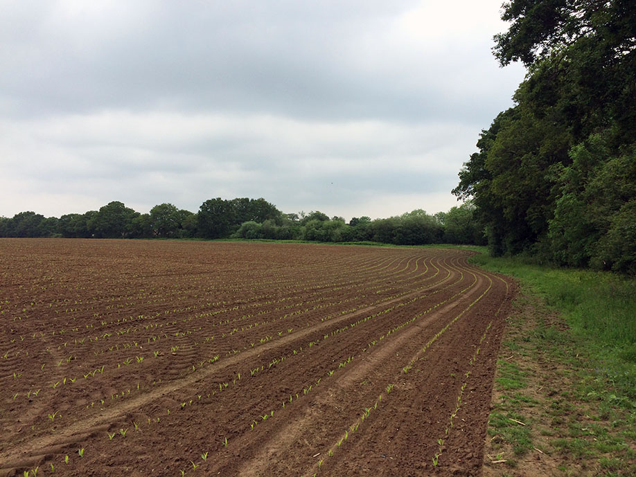 Farmers Land Site