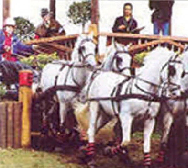 Career in carriage driving with British Grooms Association
