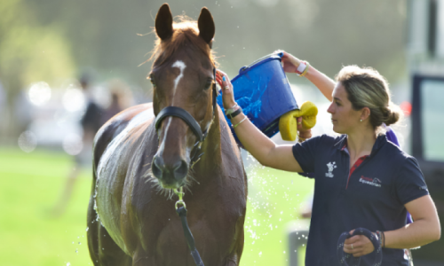 Grooms Life Article Image
