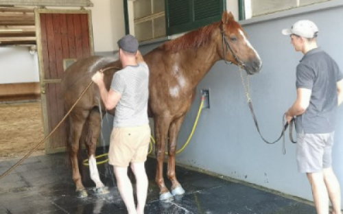 Grooms Life Article Image